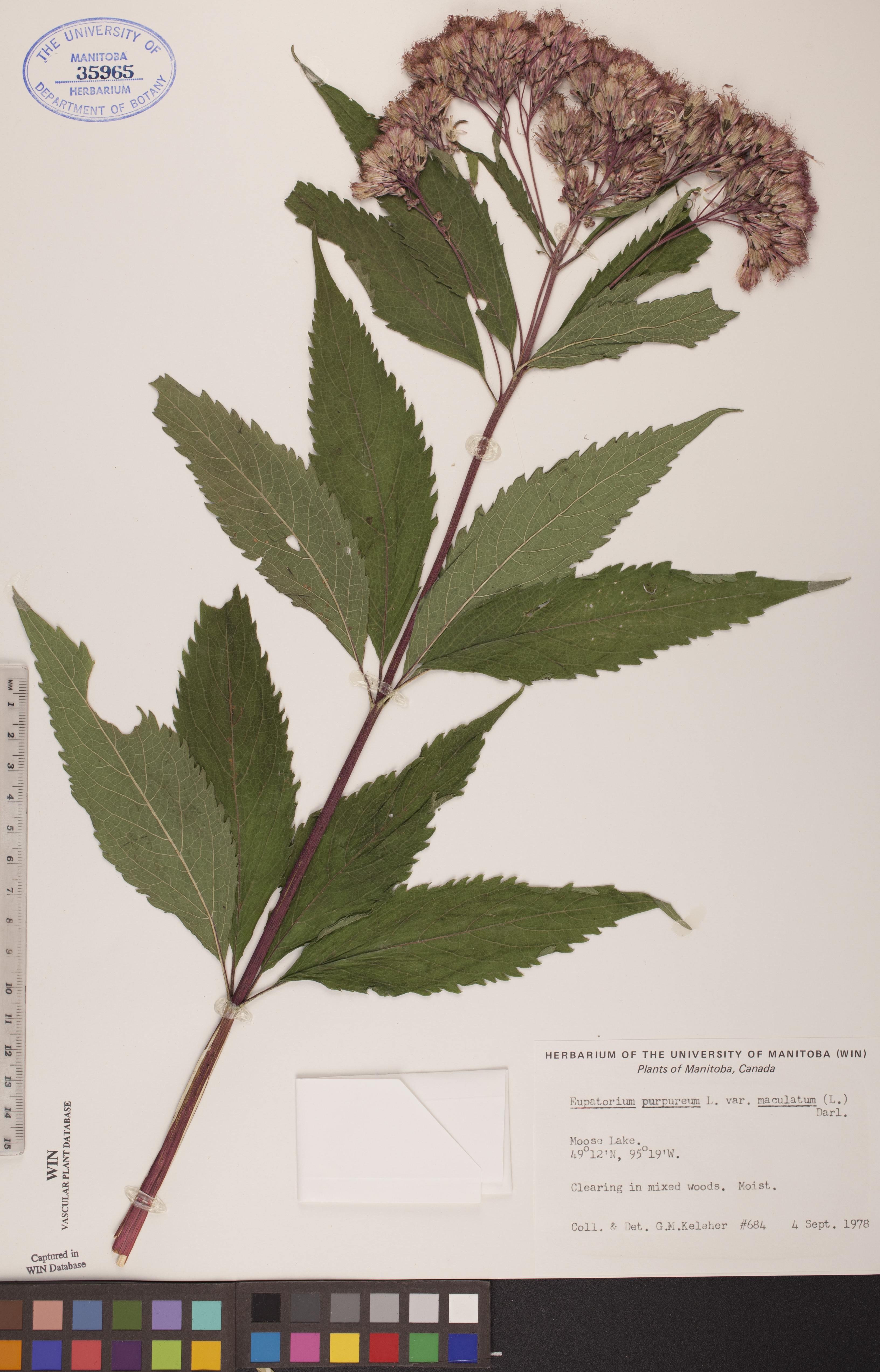 Eupatoriadelphus maculatus var. maculatus image